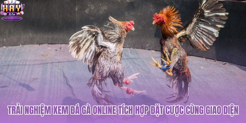 trai-nghiem-xem-da-ga-online-tich-hop-dat-cuoc-cung-giao-dien trai-nghiem-xem-da-ga-online-tich-hop-dat-cuoc-cung-giao-dien